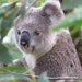 meet Pinky by koalagardens