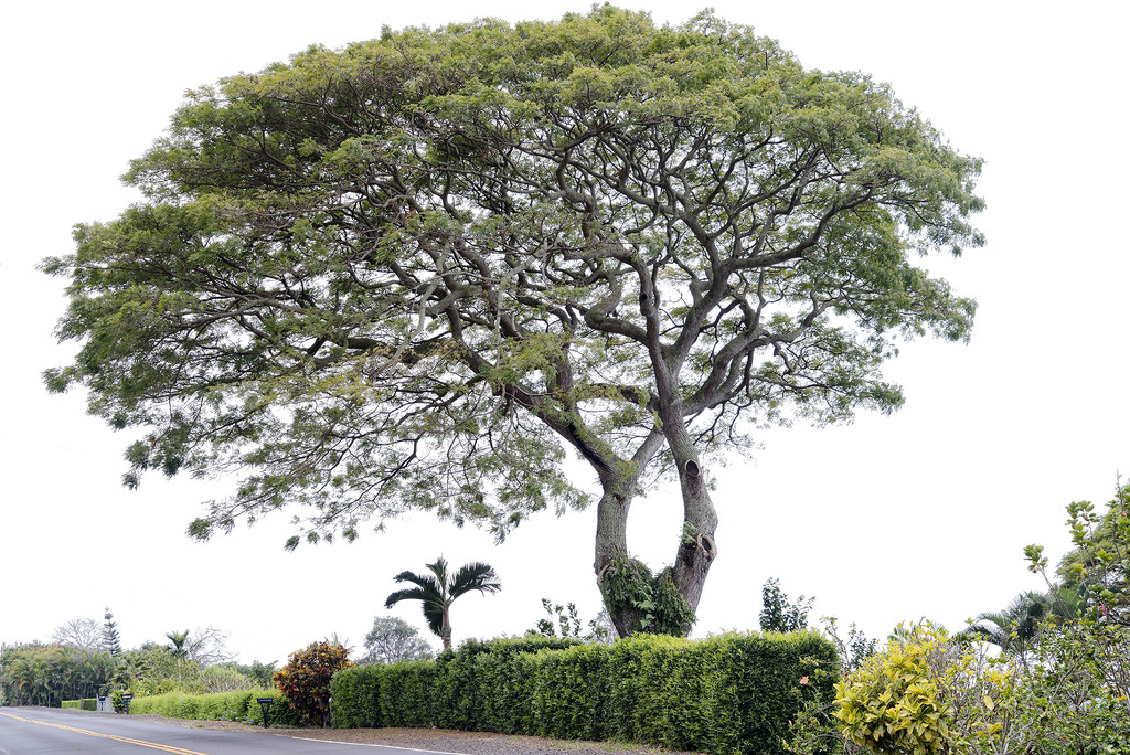 Hawaiian Tree by jgpittenger