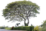 2nd Apr 2018 - Hawaiian Tree