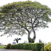Hawaiian Tree by jgpittenger