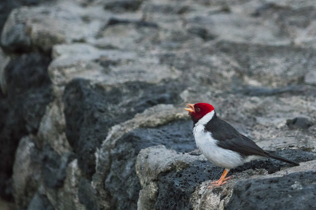 Yellow Billed Cardinal Singing on the Rock Wall by jgpittenger