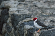 2nd Apr 2018 - Yellow Billed Cardinal Singing on the Rock Wall