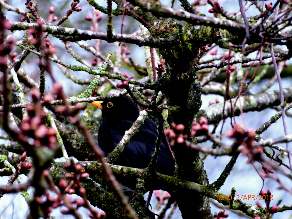 Blackbird in the Cherry tree... by snowy