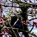Blackbird in the Cherry tree... by snowy