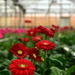 Gerberas in the greenhouse by jayberg