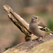 Common Chaffinch by leonbuys83