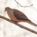 Mourning Dove Landscape by rminer