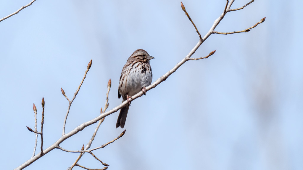 Sparrow on a budding branch by rminer