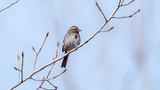 2nd Apr 2018 - Sparrow on a budding branch