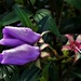 Two Tibouchina Buds In The Rain ~ by happysnaps