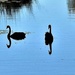 Two Swans & a Duck ~ by happysnaps