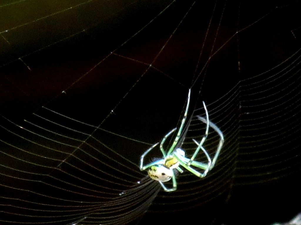 Eensy Weensy Spider by grammyn