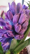 31st Mar 2018 - Violet Hyacinth 