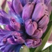Violet Hyacinth  by jo38