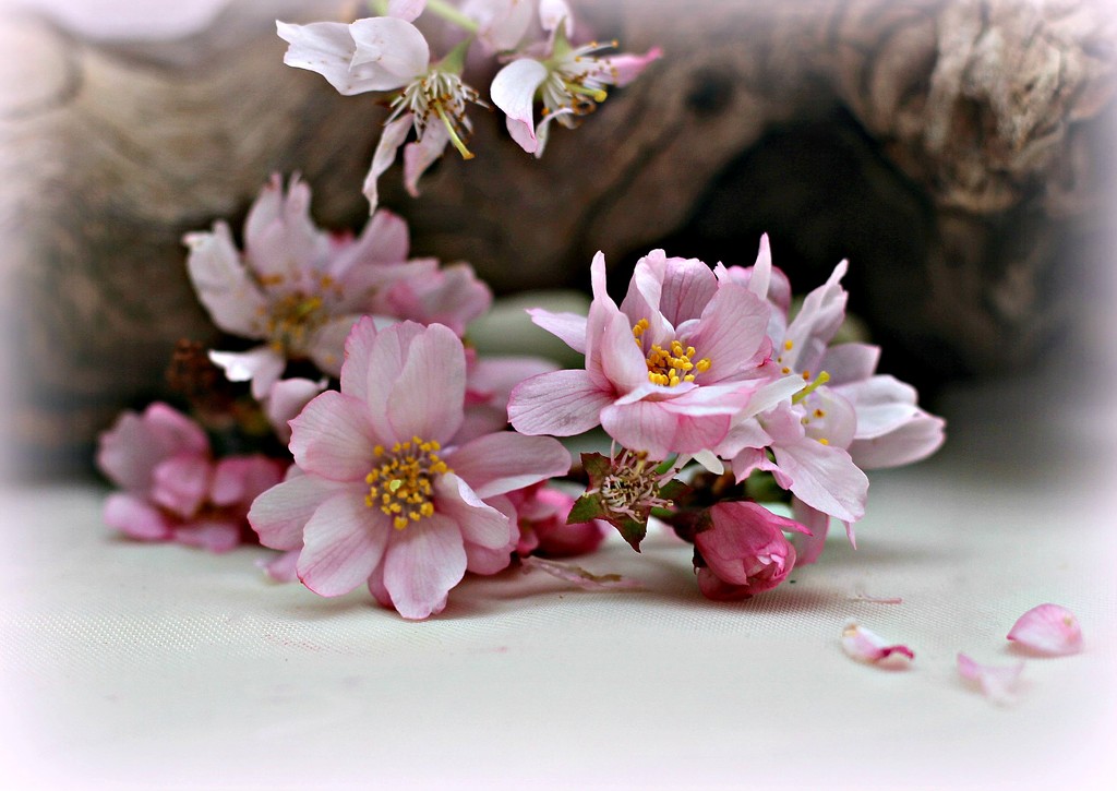 Cherry Blossom. by wendyfrost