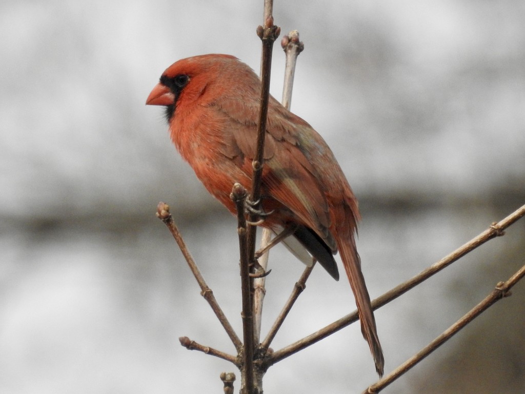 Treetop cardinal by amyk