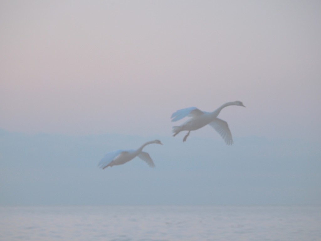 Ghost Swans by selkie