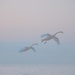 Ghost Swans by selkie