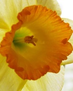 1st Apr 2018 - Daffy Daffodil