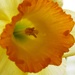 Daffy Daffodil by daisymiller