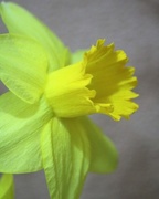 2nd Apr 2018 - Daffy Daffodil 2