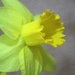 Daffy Daffodil 2 by daisymiller