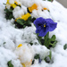 Snow Pansies by loweygrace
