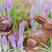 bunny & buddy by edorreandresen