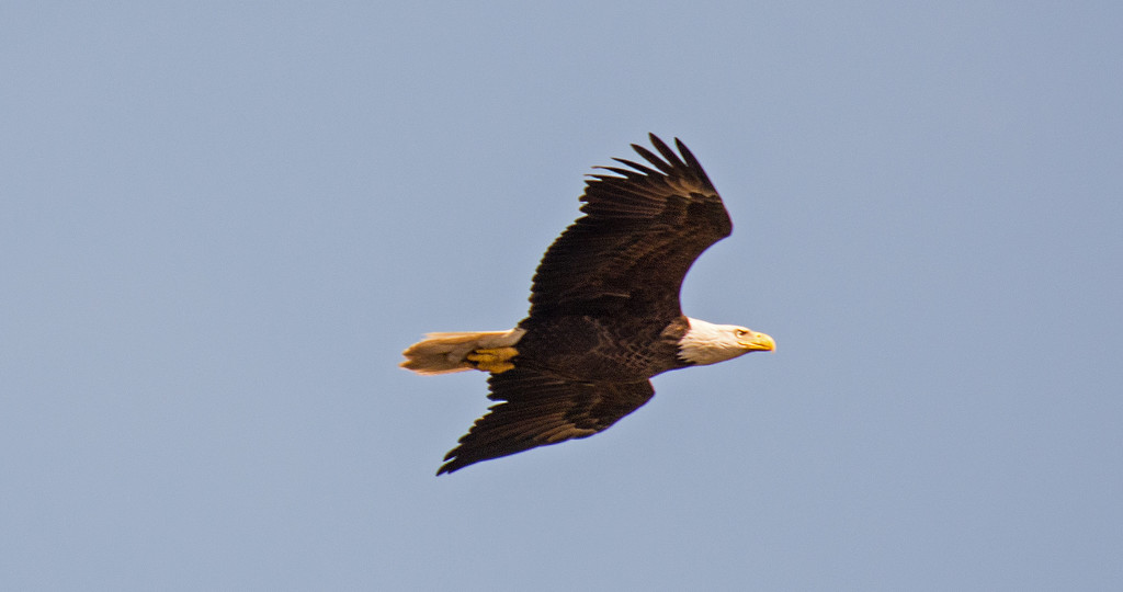 Bald Eagle Fly By! by rickster549