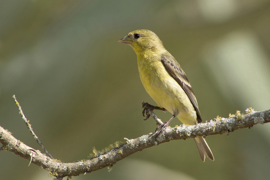 Female Lesser Goldfinch by gaylewood
