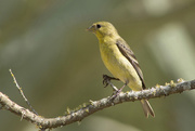 2nd Apr 2018 - Female Lesser Goldfinch