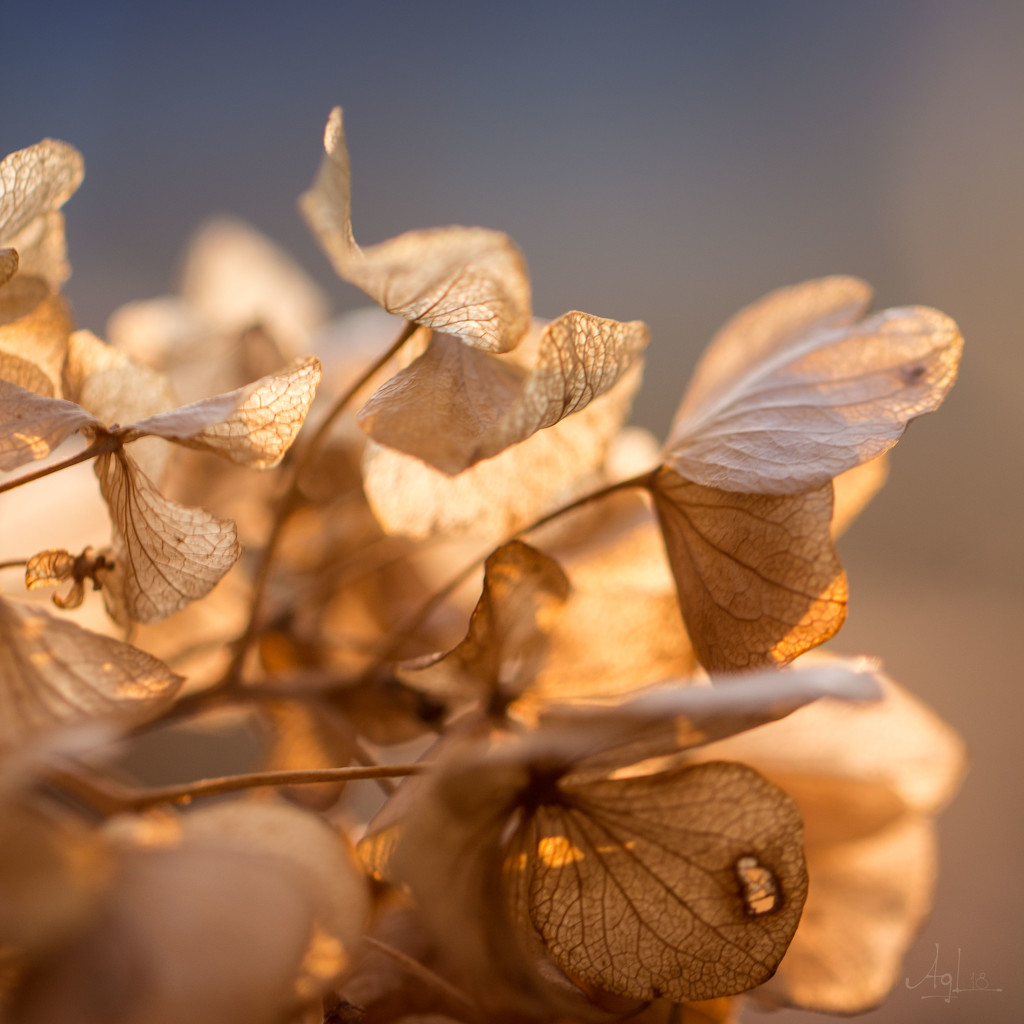 dusk gardenia by adi314