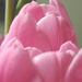 PINK tulips by homeschoolmom
