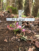 2nd Apr 2018 - ~RIP Meow~