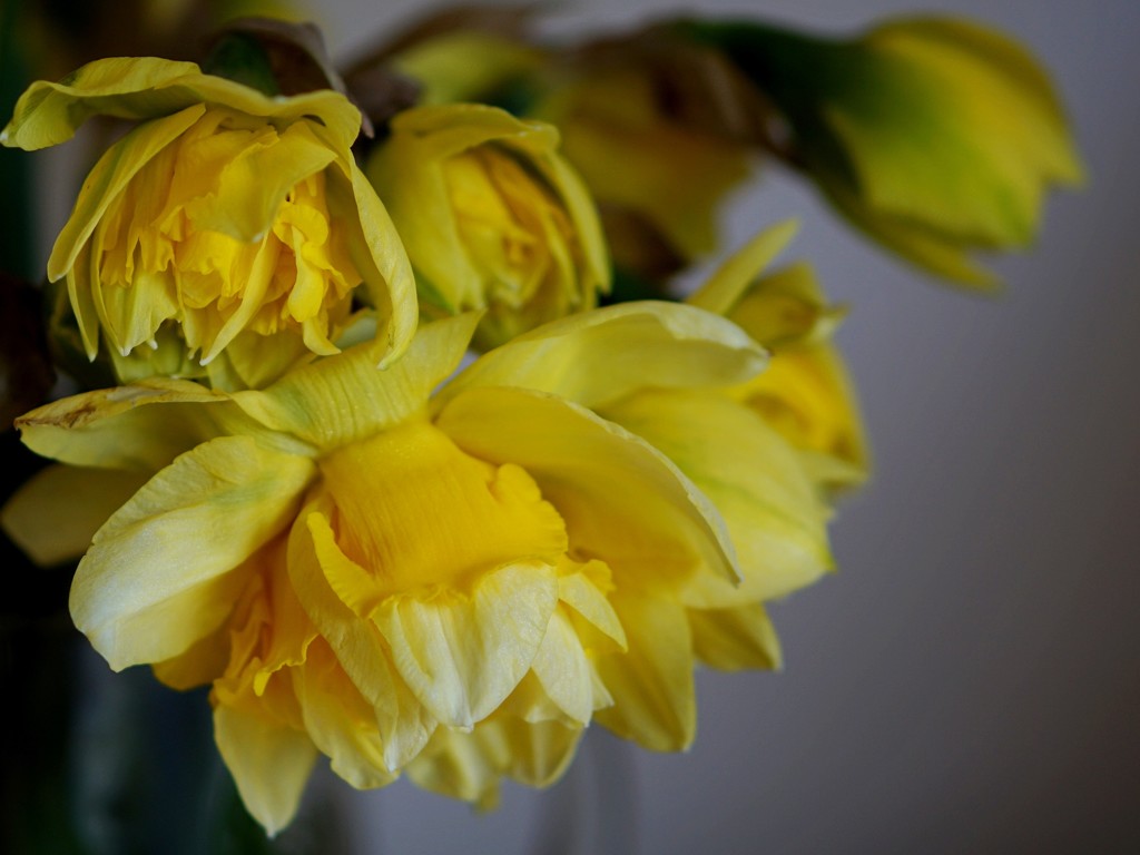 double daffodils by quietpurplehaze