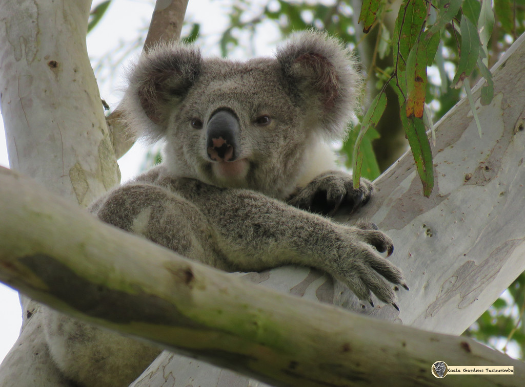 So far so good by koalagardens