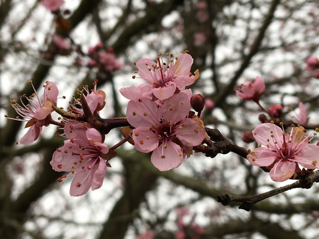 Cherry Tree Blossom by cataylor41