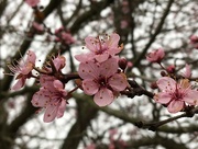 24th Mar 2018 - Cherry Tree Blossom