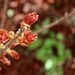 The Crepe Myrtles are coming to life by louannwarren