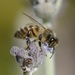 Busy Bee_DSC9124 by merrelyn