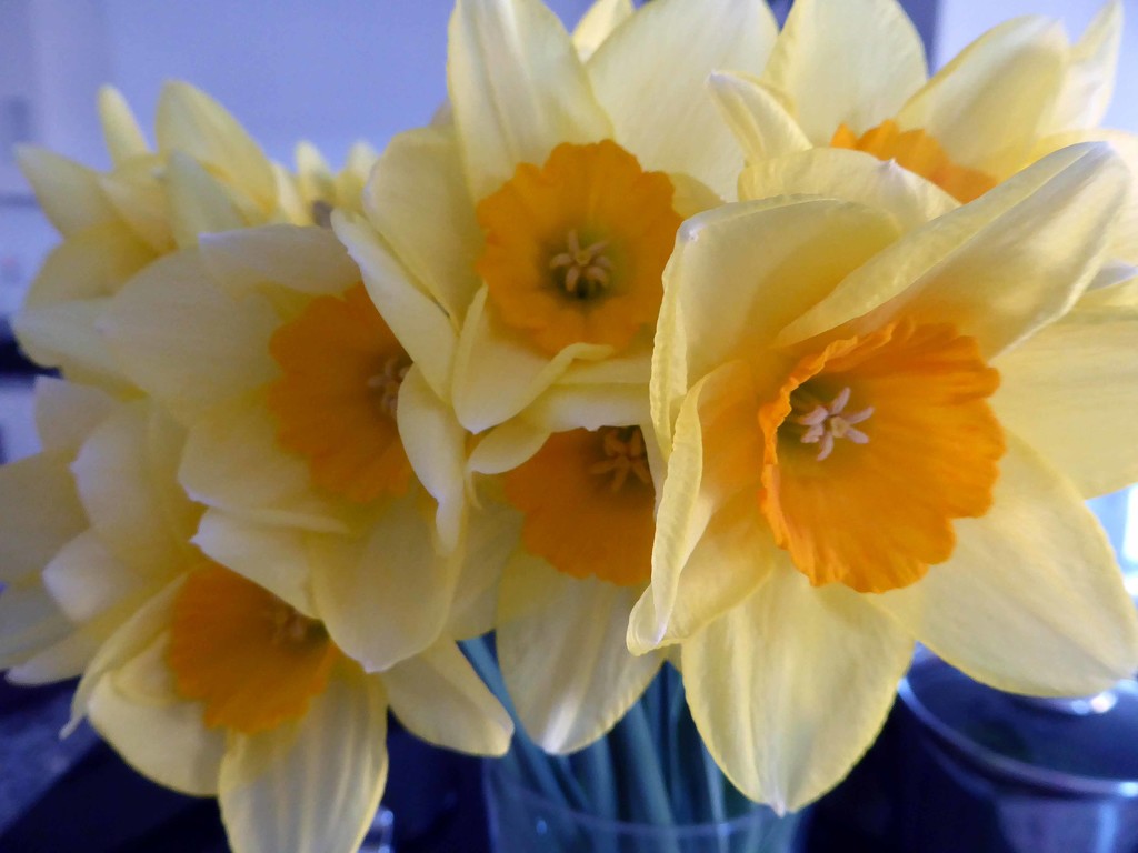 Easter Daffodils by cmp