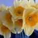 Easter Daffodils by cmp