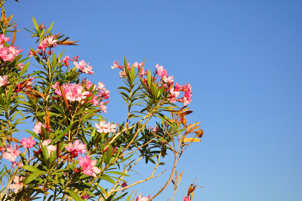 Pink Oleander by stownsend