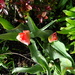 tulips by arthurclark