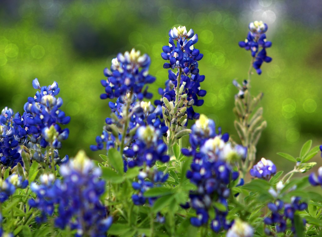 Bluebonnets for Blue by judyc57