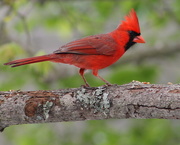 3rd Apr 2018 - I Love Cardinals