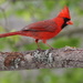 I Love Cardinals by cjwhite