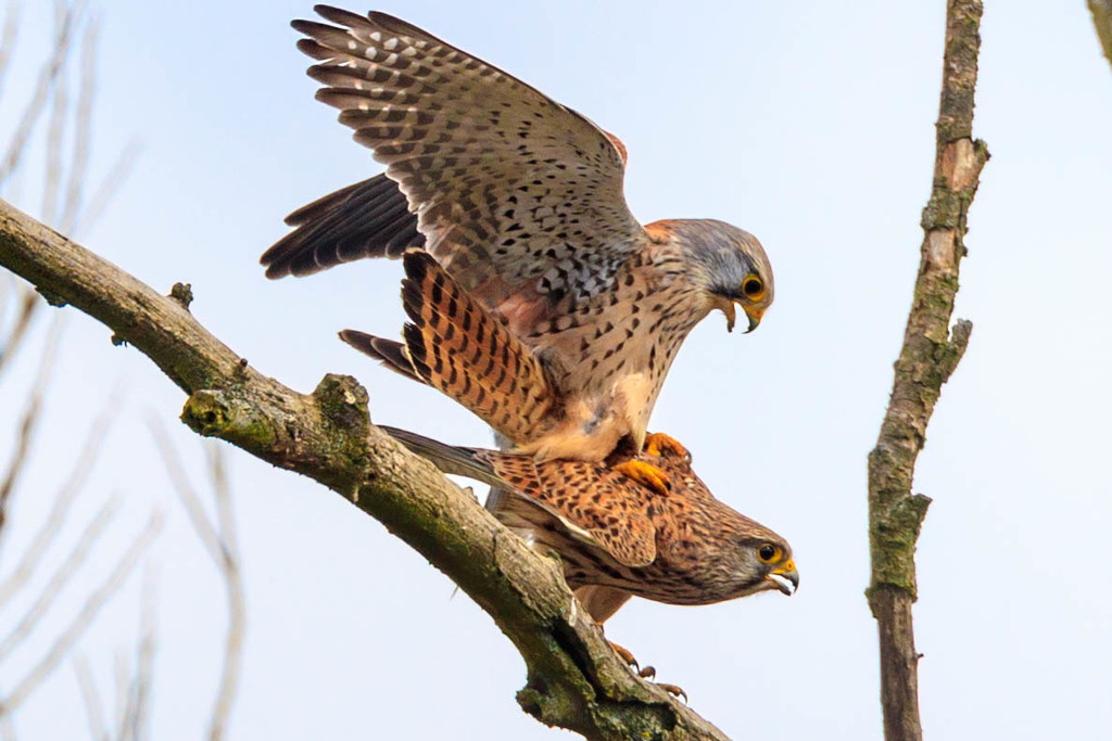 Male Kestrel with his lady by padlock