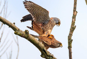 3rd Apr 2018 - Male Kestrel with his lady