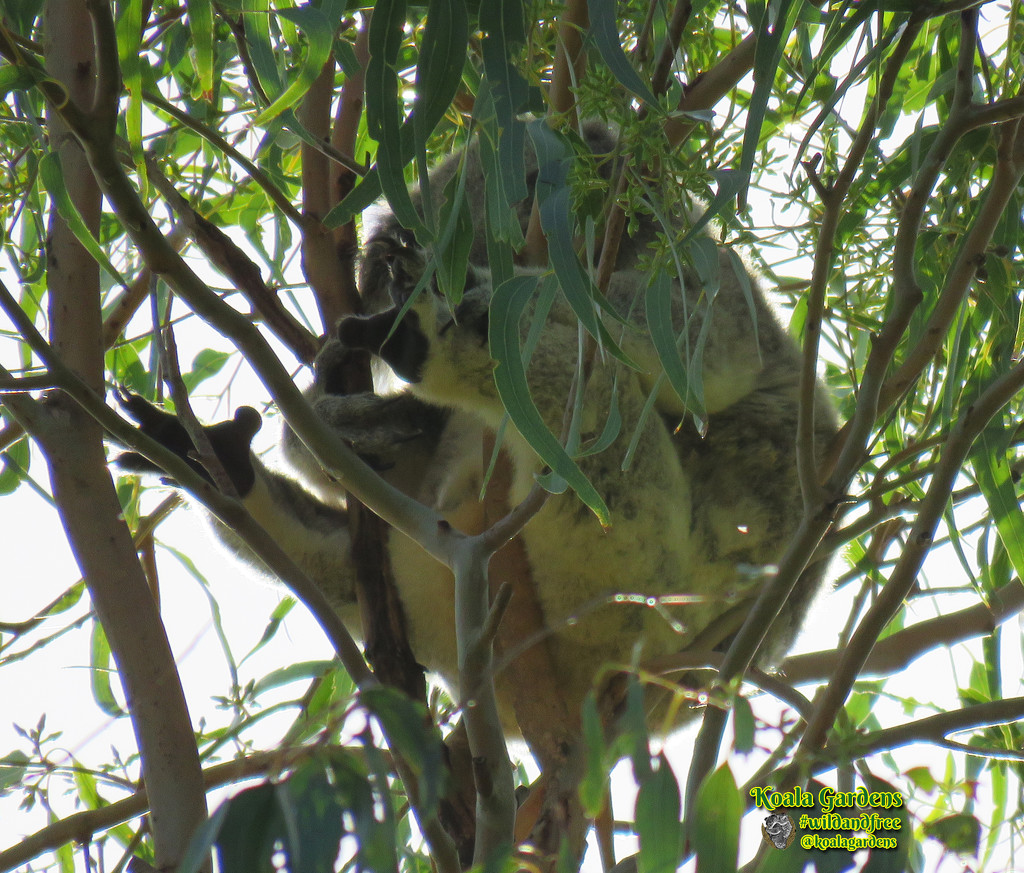 tick tick tick by koalagardens